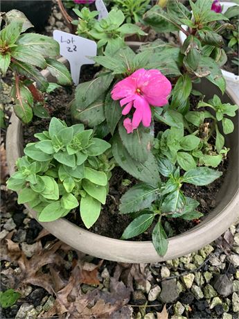 Plastic 13" Round Pot Filled With Assorted Potted Annuals