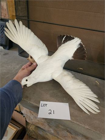 Ptarmigan Taxidermy Mount