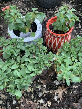 Lot of 4 Round Pots Filled With Assorted Potted Annuals