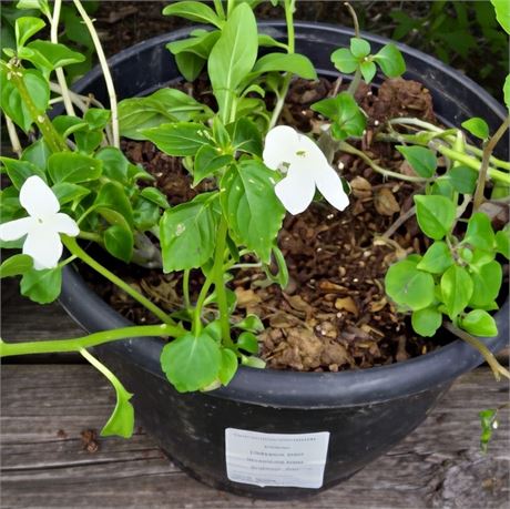 Petunia Plant in Round Plastic Planter