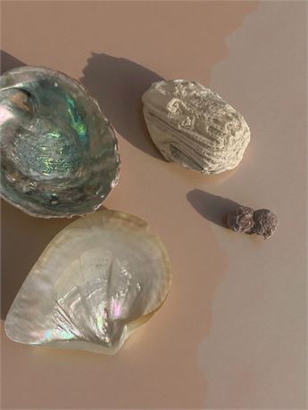 Iridescent Abalone Seashells & Coral