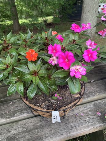 Black Wire Hanging Basket With Live Pink And Red Impatiens Flowers