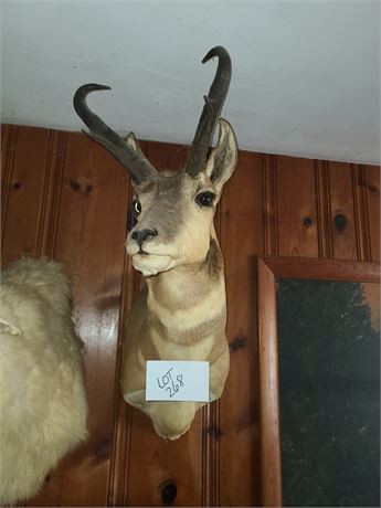 Taxidermy Antelope