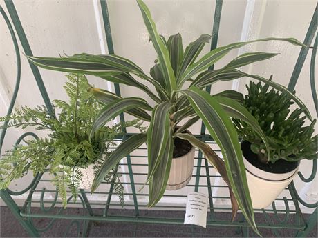 Potted Plant Lot (2 Live Plants & 1 Artificial)