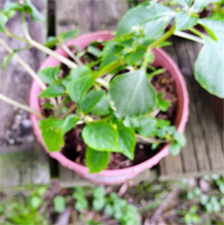 Petunia Plant in Round Plastic Planter