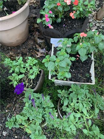Lot of 5 Flower Pots Filled With Assorted Potted Annuals