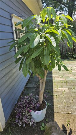 Large Indoor "Live" Ficus-tree Planter 78"H