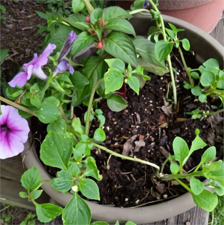 Petunia Plant in Round Plastic Planter