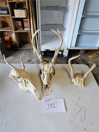 Mixed Size Deer Skulls