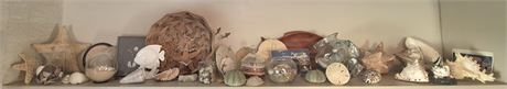 Seashell Shelf Cleanout