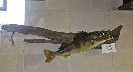 Taxidermy Walleye Wall Mount On Natural Driftwood