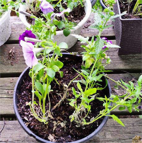 Petunia Plant in Round Planter