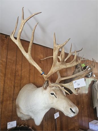Alaskan Caribou Taxidermy Shoulder Mount Fully Tagged