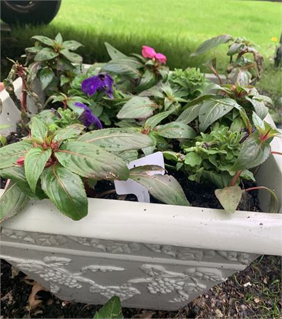 16" Square Plastic Pot Filled With Assorted Potted Annuals