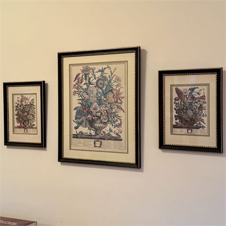 Framed Vintage Botany Art Prints Set - 17.5 x 22" (Largest)