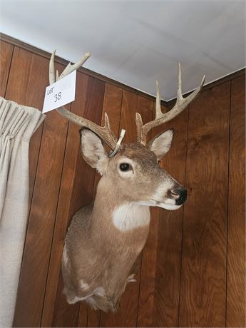 Taxidermy White Tail Deer Shoulder Mount Tagged