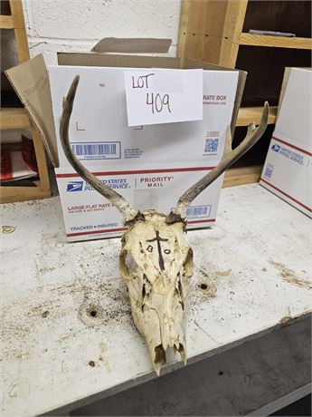 Taxidermy Deer Skull & Antlers