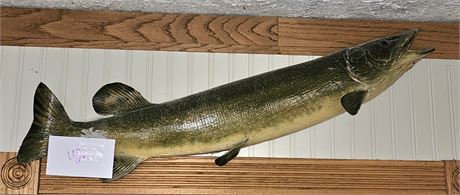 Taxidermy Northern Pike