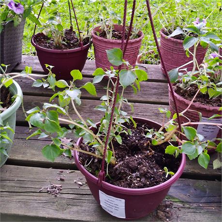 Petunia Plant in Round Hanging Basket