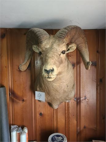 Taxidermy Bighorn Sheep - 1970's Era