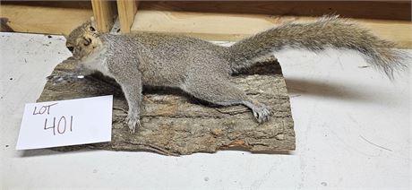 Taxidermy Gray Squirrel Mount