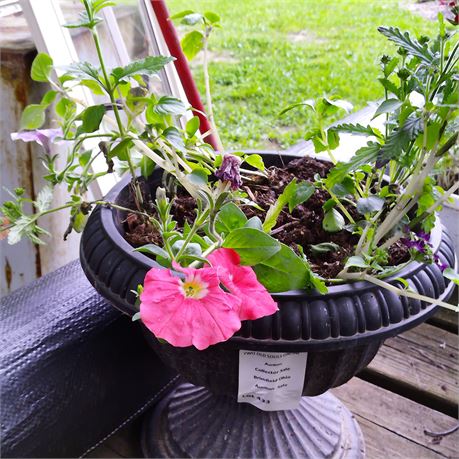 Petunia Plant in Round Planter