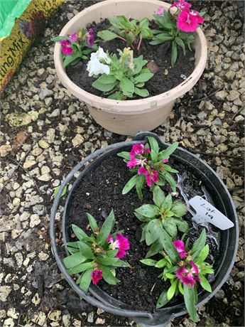 Lot of 2 Plastic Round Pot Filled With Assorted Potted Annuals