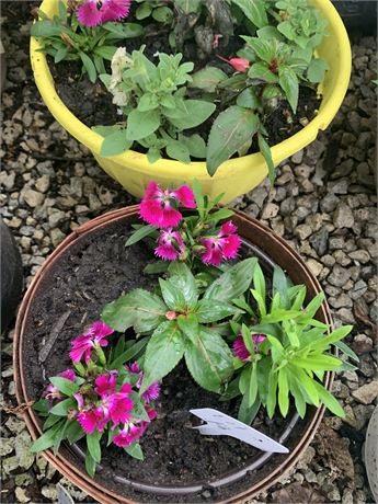 Lot of 2 Plastic Round Pot Filled With Assorted Potted Annuals