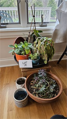 Mixed Live Succulent Plants, Species & Size Vary