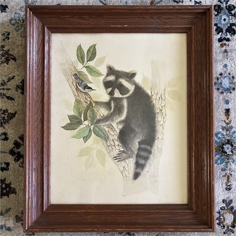 Vintage Woodland Raccoon Wood Framed Litho - 20.5 x 24.5"