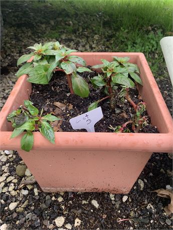12" Square Plastic Pot Filled With Assorted Potted Annuals