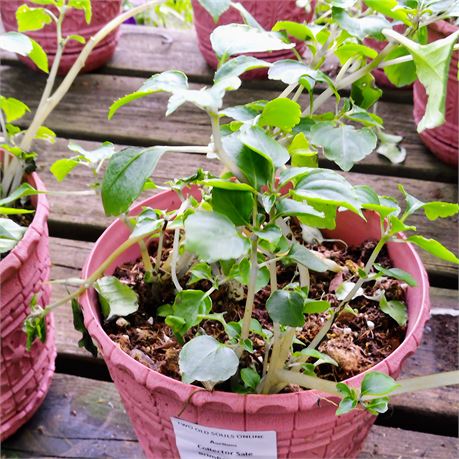 Petunia Plant in Round Plastic Planter