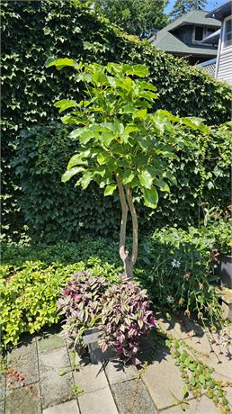 Large Indoor "Live" Ficus-tree Planter 78"H