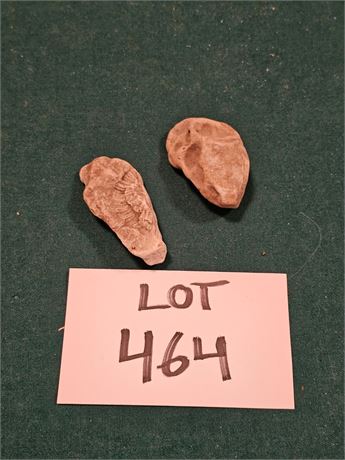 Fossil Rocks