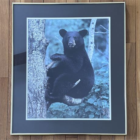 Framed Black Bear in Tree Print - 22 x 26"