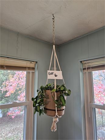 Hanging Macrame Basket Holder with House Plant