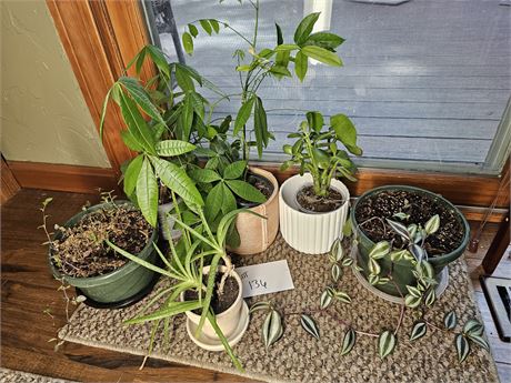 Mixed House Plant Lot
