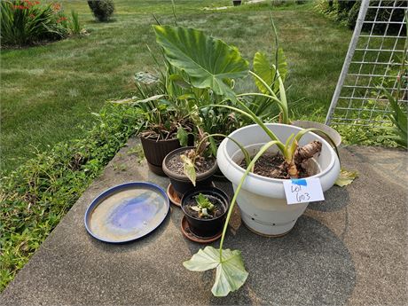 Mixed Indoor Outdoor Plant Lot