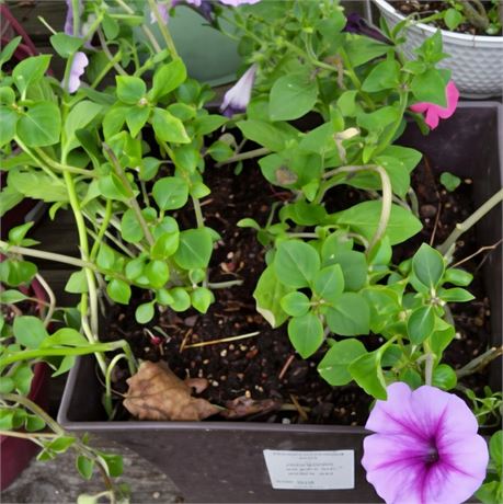 Petunia Plant in Square Plastic Planter
