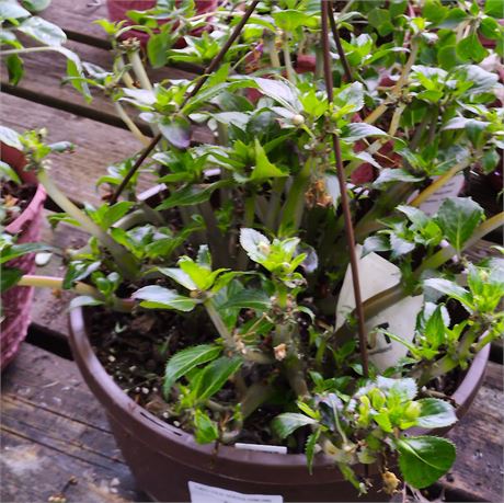 Impatiens Plant in Round Plastic Hanging Basket