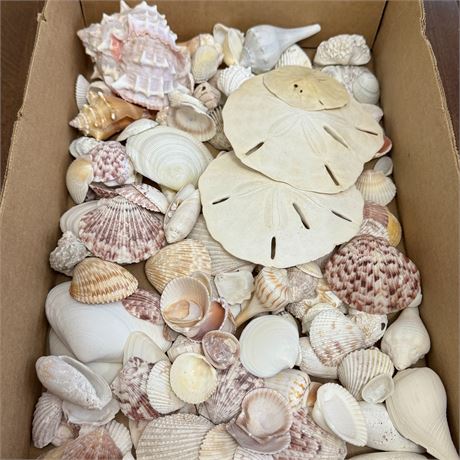 Flat of Mixed Seashells - S, M and L