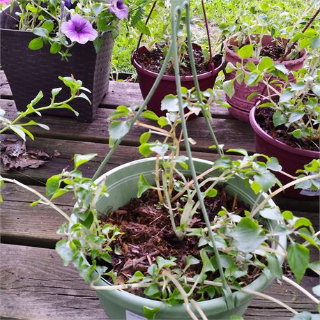 Petunia Plant in Round Hanging Basket