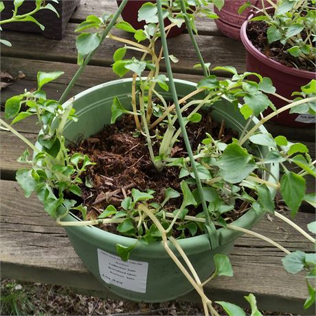 Impatiens Plant in Round Hanging Basket