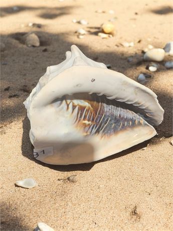 Large Decorative Queen Conch Seashell