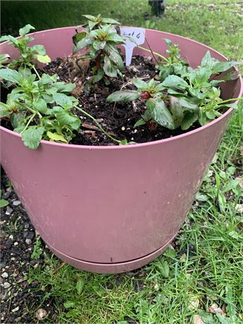 13" Round Plastic Pot Filled With Assorted Potted Annuals
