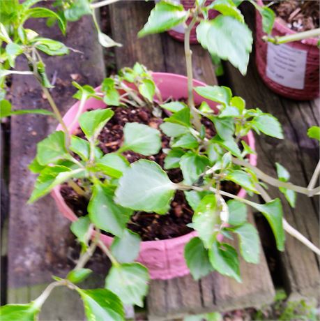 Petunia Plant in Round Plastic Planter