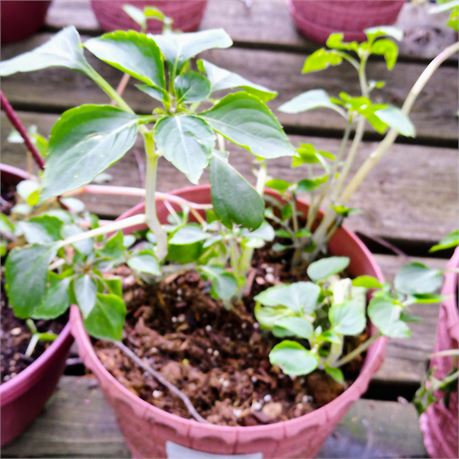 Petunia Plant in Round Plastic Planter