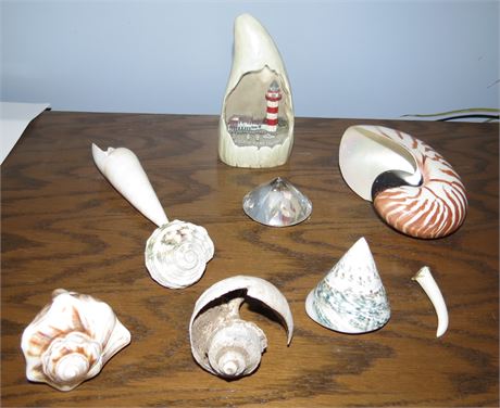 Sea Shells, etc