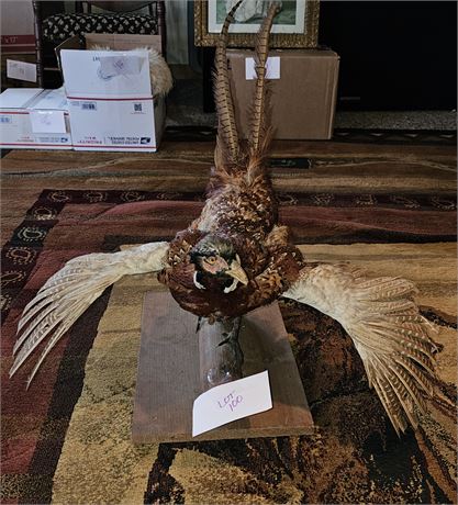 Taxidermy Mounted Pheasent