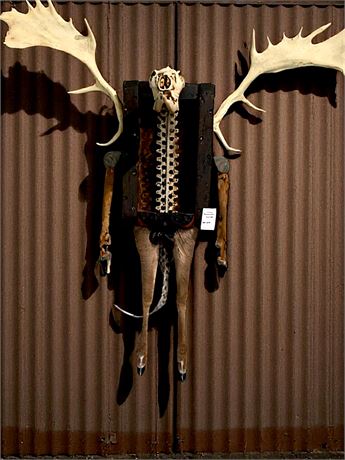 "Lord Manimal" European Mount Mixed Media Artwork By Ohio Artist Terry Klausman